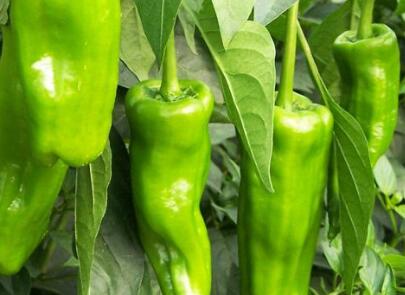 果蔬農(nóng)殘測定儀 果蔬農(nóng)殘測定儀