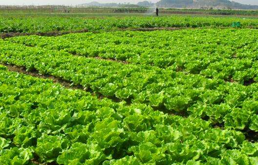 農(nóng)藥殘留超標(biāo)，不用怕，食品安全檢測(cè)儀幫您檢測(cè)