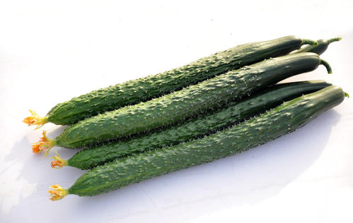 冬季來(lái)臨，黃瓜種植應(yīng)該采取哪些措施