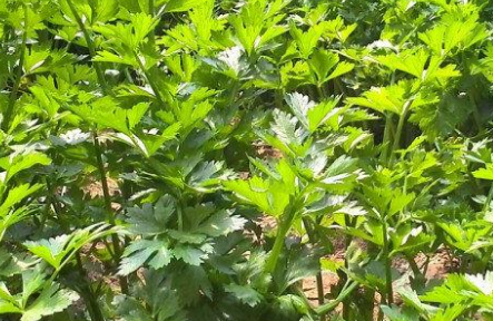 農(nóng)殘快速檢測(cè)儀 農(nóng)殘快速檢測(cè)儀