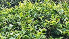 生態(tài)茶園發(fā)展離不開農(nóng)殘檢測(cè)儀