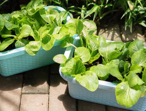 農(nóng)藥殘留速測儀