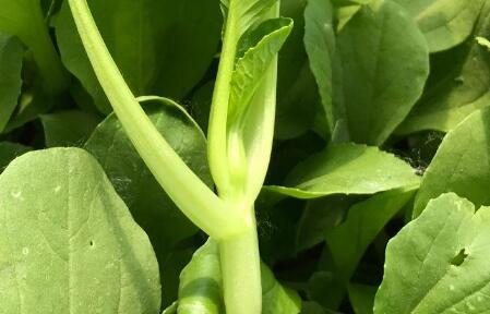 農(nóng)藥殘留檢測儀.jpg 農(nóng)藥殘留檢測儀.jpg