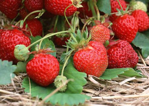 農(nóng)藥殘留檢測儀 農(nóng)藥殘留檢測儀