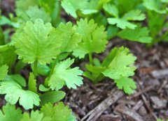 購(gòu)買(mǎi)果蔬農(nóng)殘檢測(cè)儀，為何要選擇山東云唐？