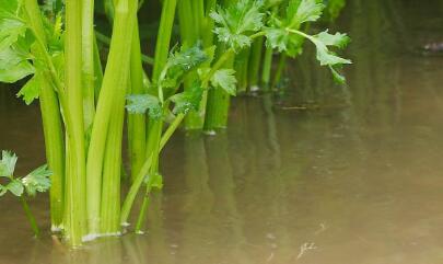 肉制品檢測(cè)儀 肉制品檢測(cè)儀