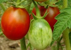 如何購(gòu)買(mǎi)高性?xún)r(jià)比食品安全檢測(cè)儀？