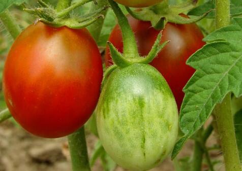 食品安全檢測(cè)儀 食品安全檢測(cè)儀