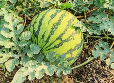 農(nóng)殘快速檢測(cè)儀 農(nóng)殘快速檢測(cè)儀