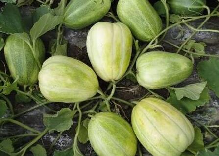 農(nóng)藥殘留檢測儀 農(nóng)藥殘留檢測儀