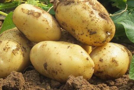 果蔬農(nóng)殘檢測(cè)儀 果蔬農(nóng)殘檢測(cè)儀