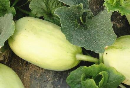 食品安全檢測儀 食品安全檢測儀