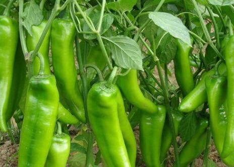 農(nóng)藥殘留檢測儀 農(nóng)藥殘留檢測儀