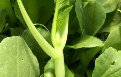 有機(jī)蔬菜更有必要進(jìn)行農(nóng)殘檢測(cè)嗎？